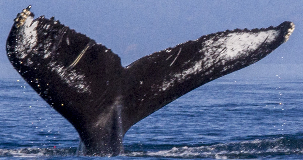 Fluke of CRC-12320