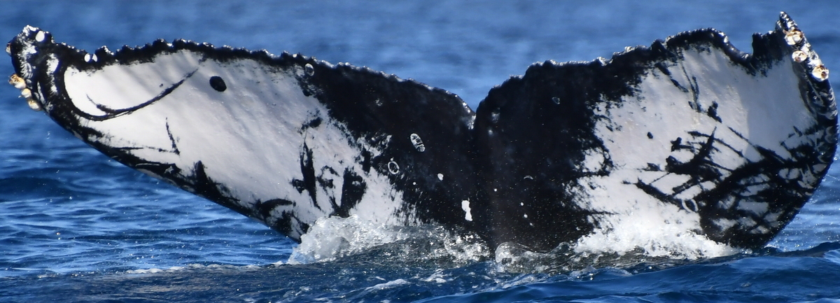 Fluke of HW-MN0524276