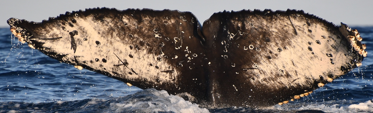 Fluke of HW-MN0524277