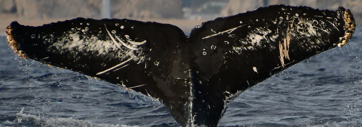 Fluke of HW-MN0524278