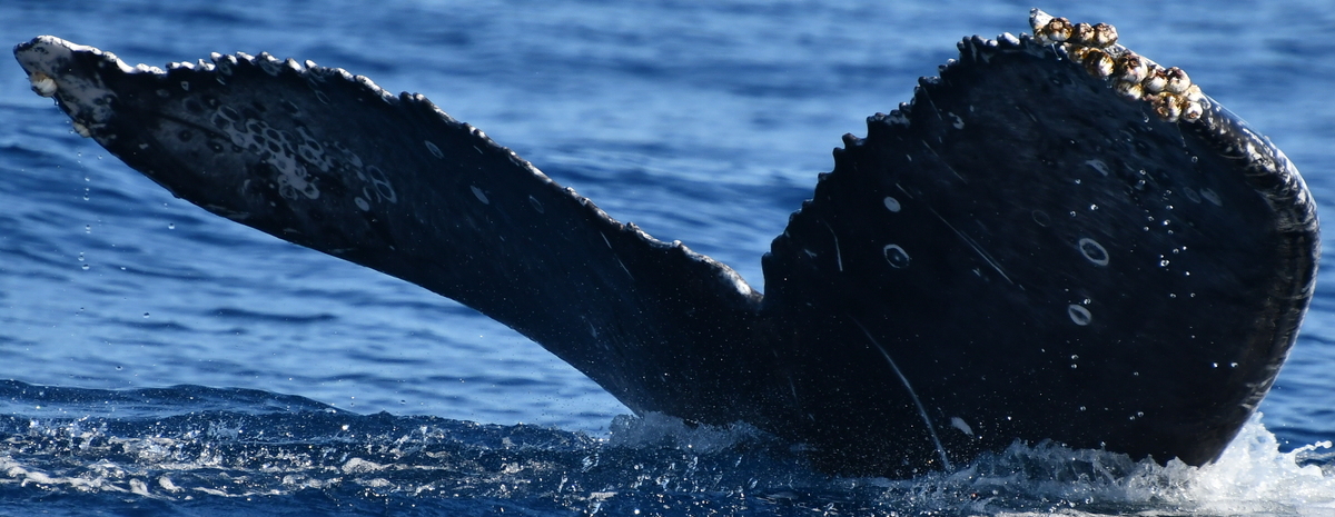 Fluke of HW-MN0524282