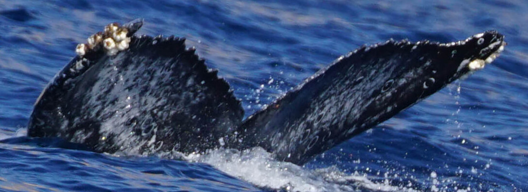 Fluke of CRC-22327