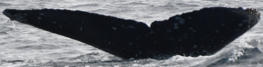 Fluke of HW-MN0524291