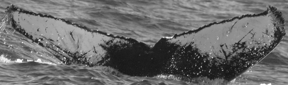 Fluke of CRC-11813
