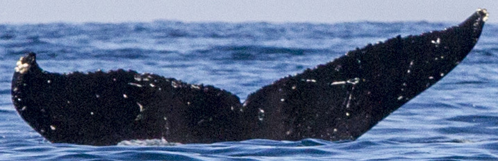Fluke of SEAK-2759