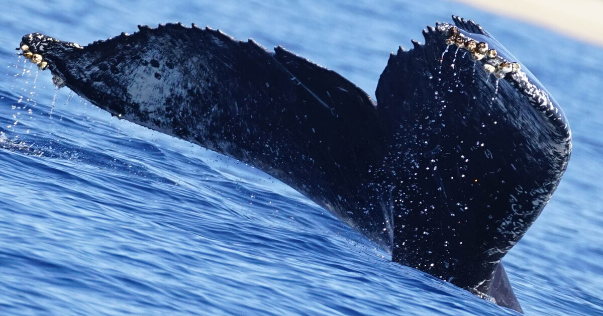 Fluke of HW-MN0524298