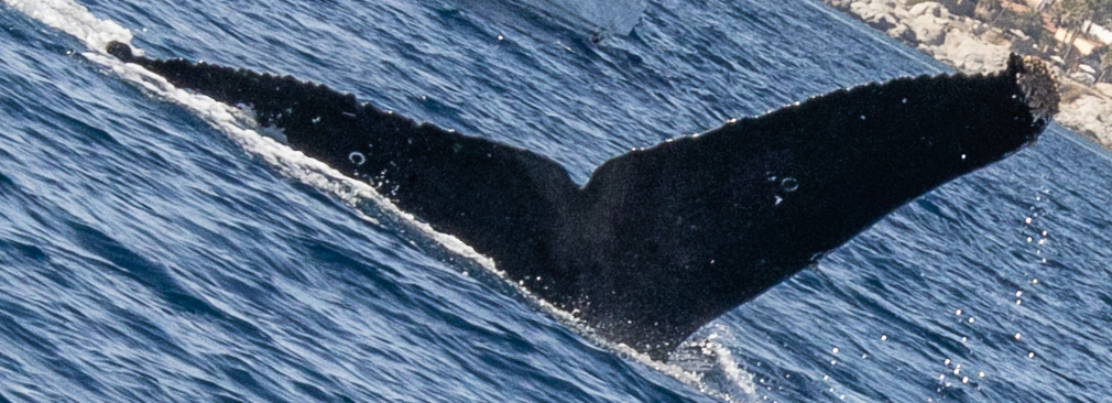 Fluke of CRC-23077