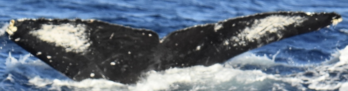 Fluke of HW-MN0444928