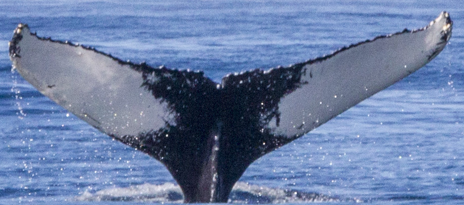 Fluke of CRC-21244