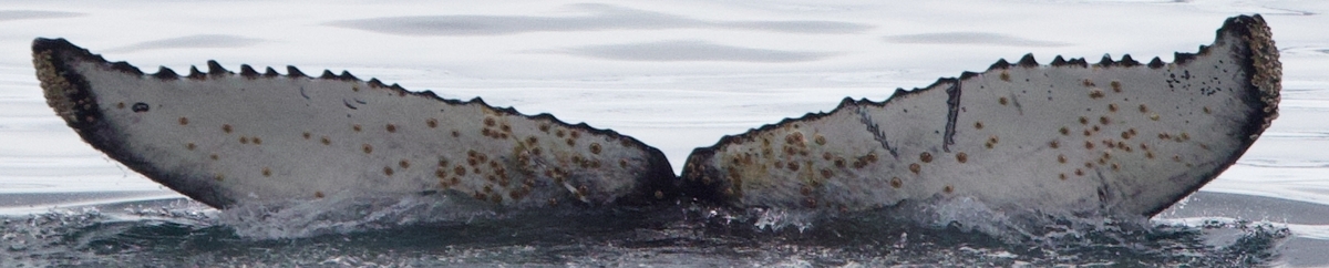Fluke of HW-MN1307050