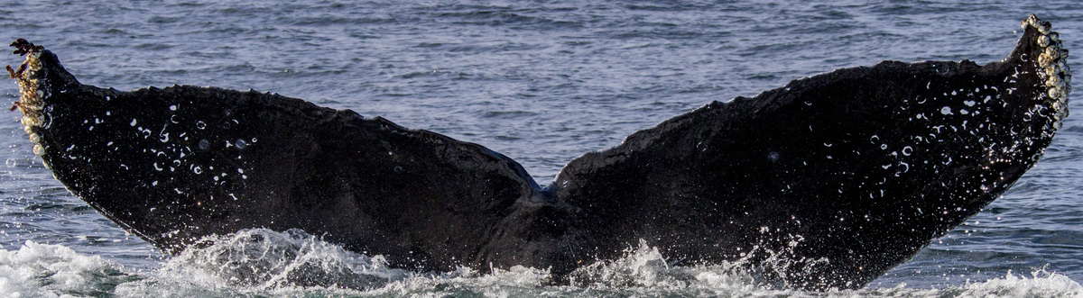 Fluke of CRC-10585