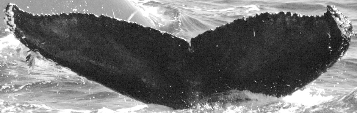 Fluke of Ula (California)