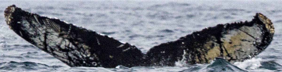 Fluke of CRC-16424