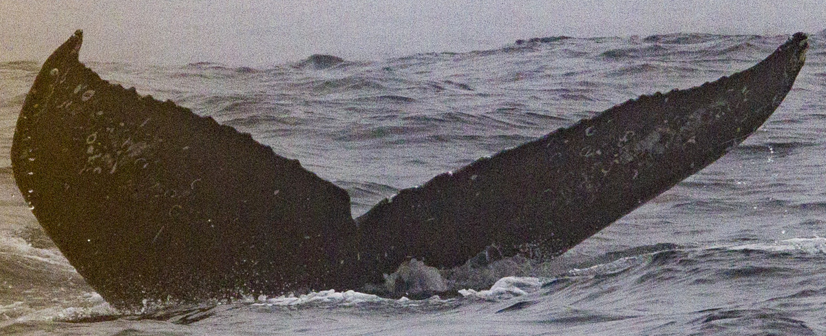 Fluke of CRC-19529