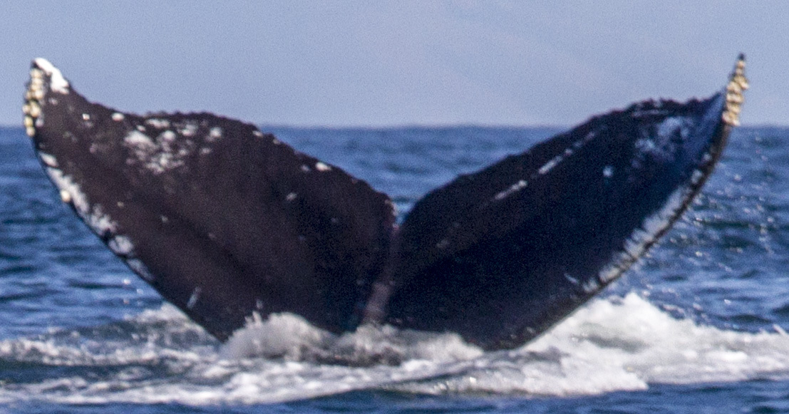 Fluke of CRC-16542