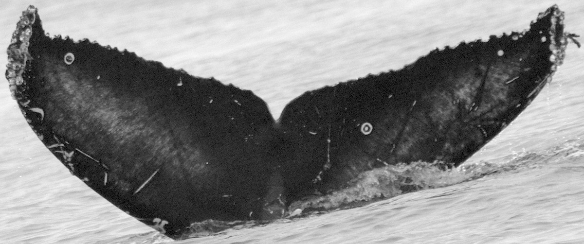 Fluke of Llave