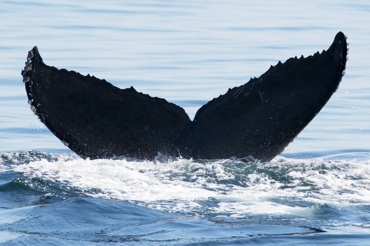 Fluke of CRC-16601