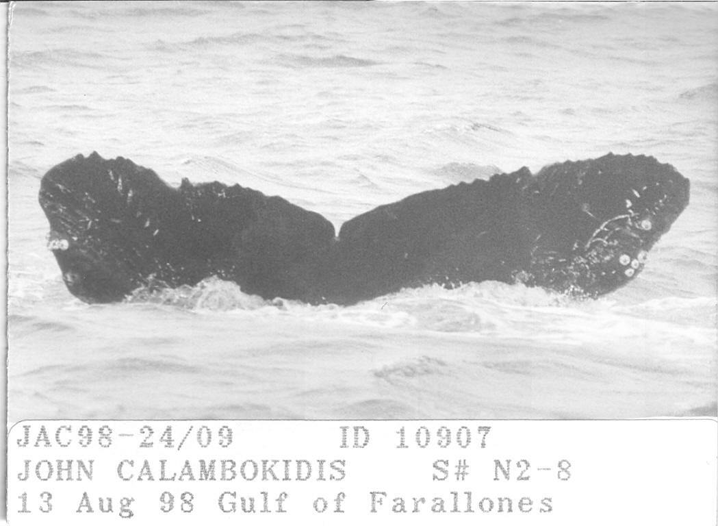 Fluke of CRC-10907
