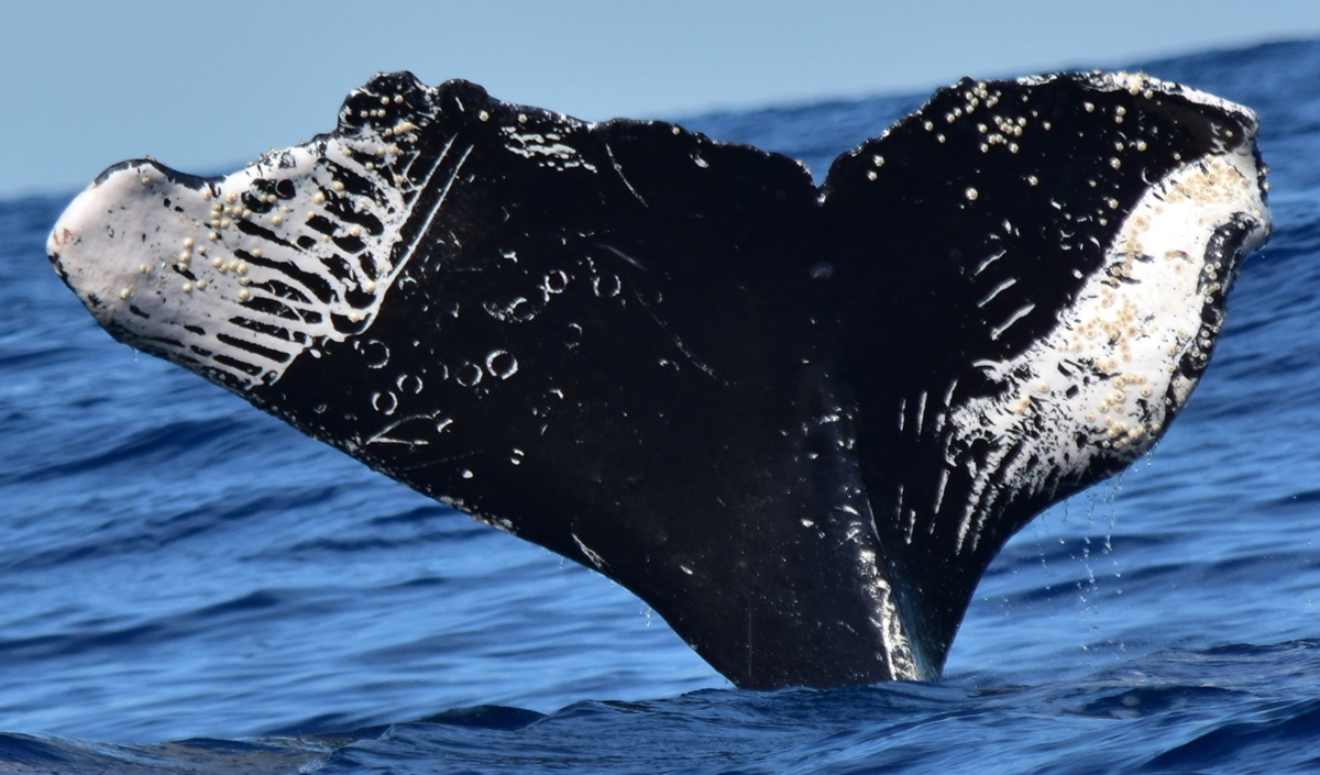 Fluke of CRC-11797