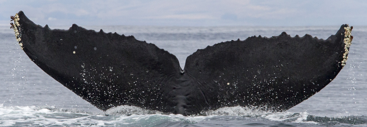 Fluke of CRC-11562