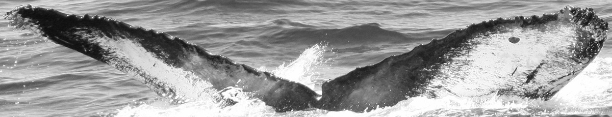 Fluke of CRC-12209