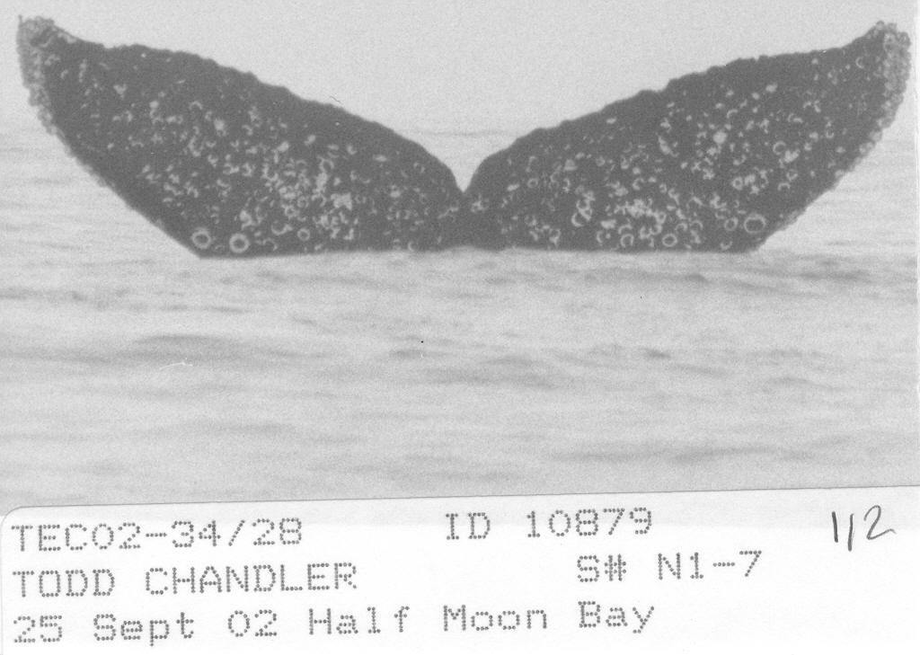Fluke of CRC-10879