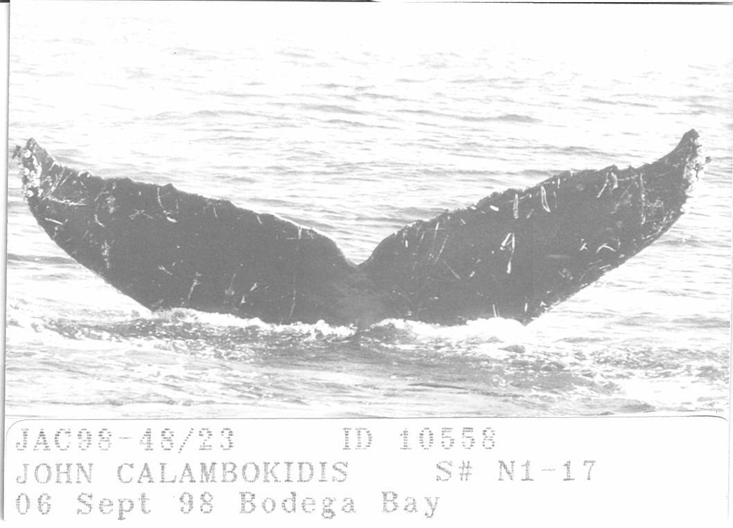 Fluke of CRC-10558