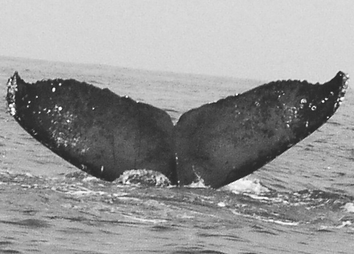 Fluke of CRC-10672