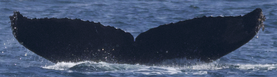 Fluke of CRC-11532