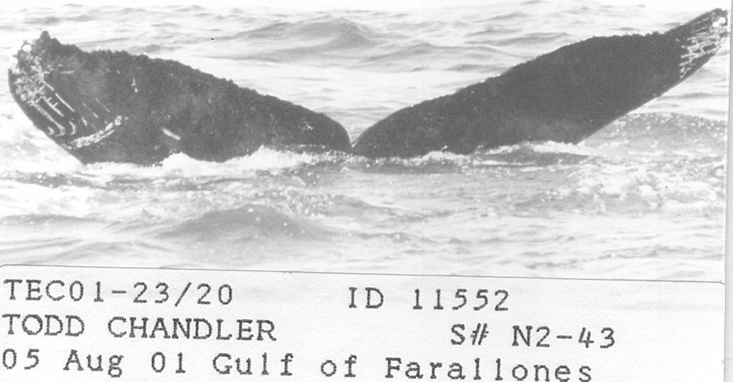 Fluke of CRC-11552