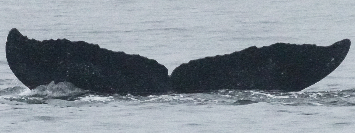Fluke of Juneauite