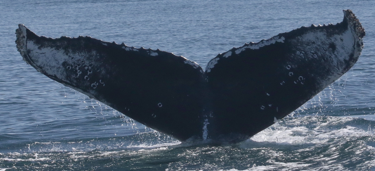 Fluke of CRC-22285