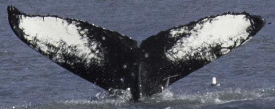 Fluke of Patches (Kenai)