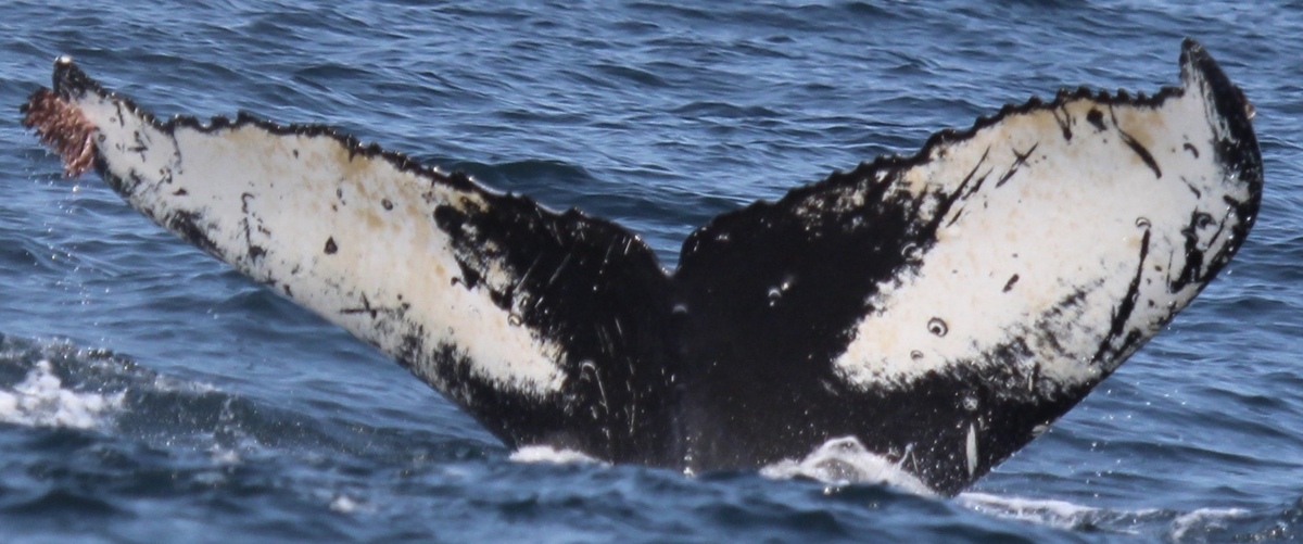 Fluke of Glyph (Kodiak)