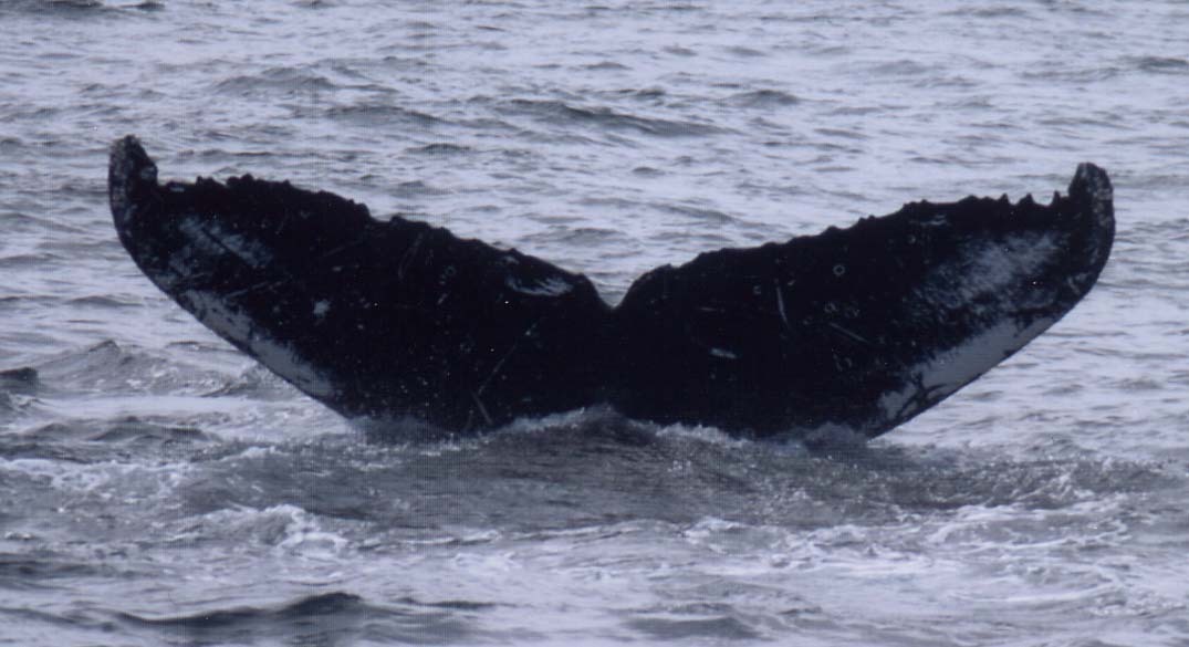 Fluke of Jagger (Gulf of Alaska)