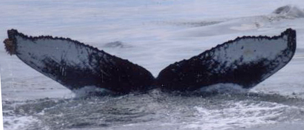 Fluke of Ripple (KBay) aka Scar (PWS)