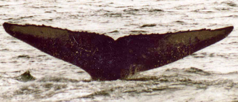 Fluke of Flat Top (Kachemak Bay)