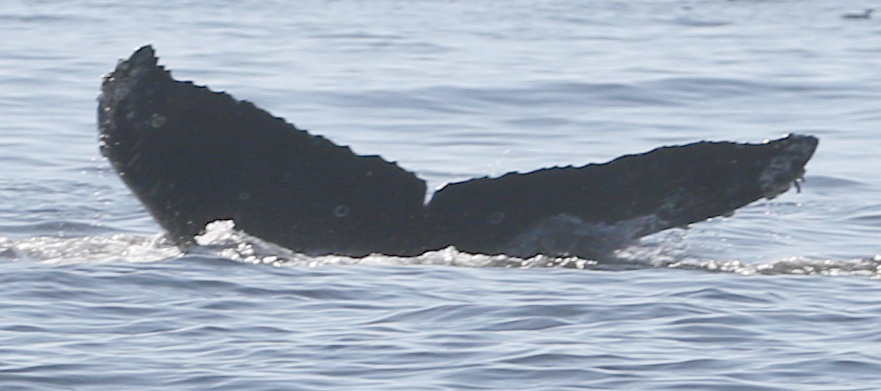 Fluke of CRC-22257