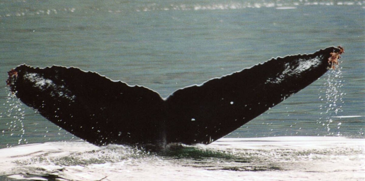 Fluke of Crater (Kachemak Bay)