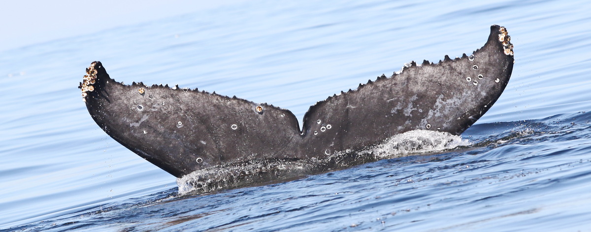 Fluke of CRC-22243