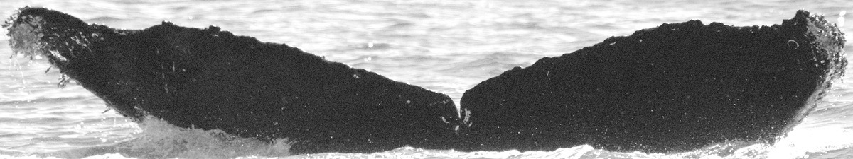 Fluke of CRC-12150