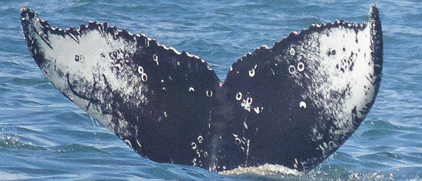 Fluke of Taffi (Baja California)