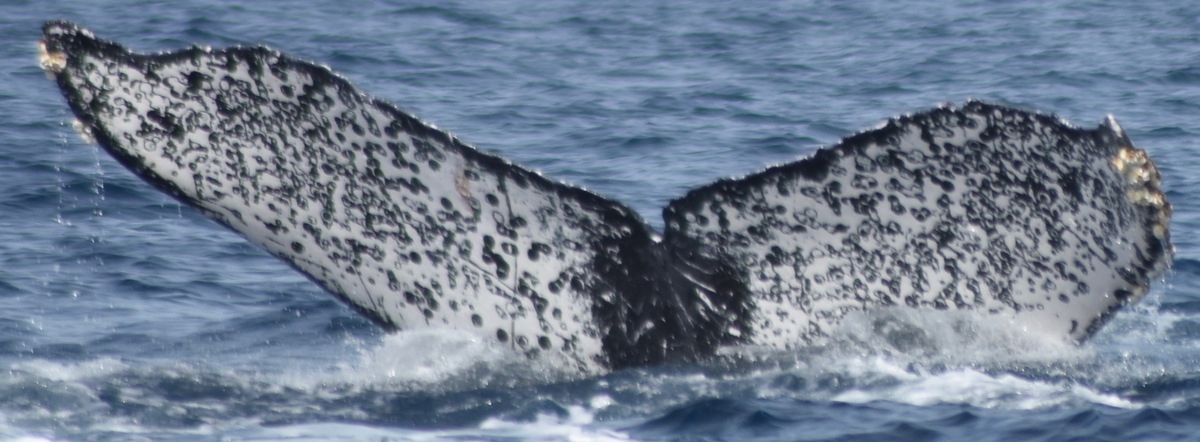 Fluke of CRC-13707