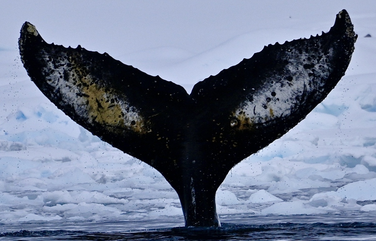 Fluke of EJ_Yellowtail (Antarctica)