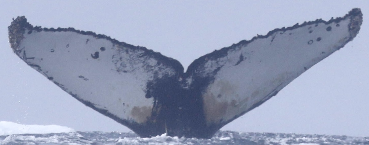 Fluke of Lolo (Antarctica)