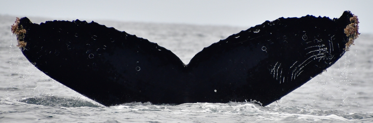 Fluke of CRC-12522