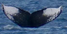 Fluke of JJ3 Honeybear (Alaska)