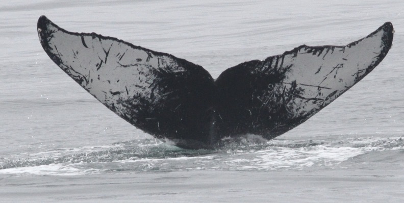 Fluke of CRC-12317
