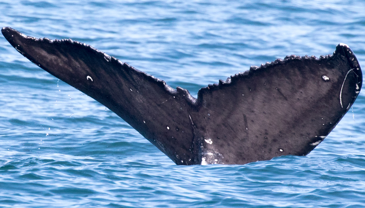 Fluke of 2016-2017 calf of HW-MN0501145