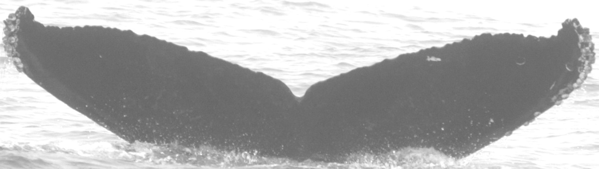 Fluke of CRC-15024